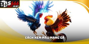 Cach xem mau mang ga avata