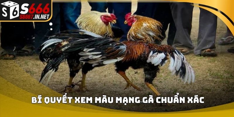 Bí quyết xem màu mạng gà chuẩn xác Bí quyết xem màu mạng gà chuẩn xác