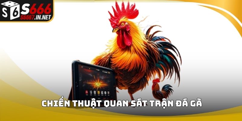 Chiến thuật quan sát trận đá gà Chiến thuật quan sát trận đá gà