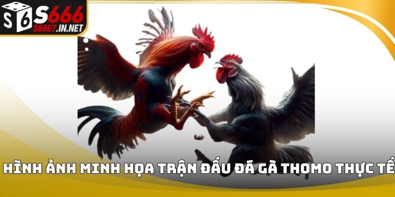 Meo soi keo thomo hinh anh